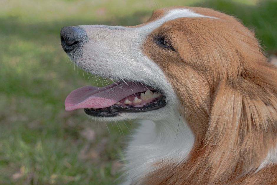 Side profile of a joyful Welsh Corgi dog sitting on the grass, enjoying the outdoors.