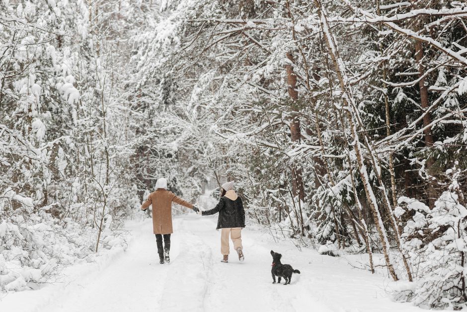 A couple with their dog walks hand in hand through a scenic snowy forest, capturing the essence of winter romance.